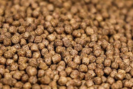 Floating Fish Food Pellets, 4.5mm, High Oil, Perfect for Carp, Coarse Fish and Koi