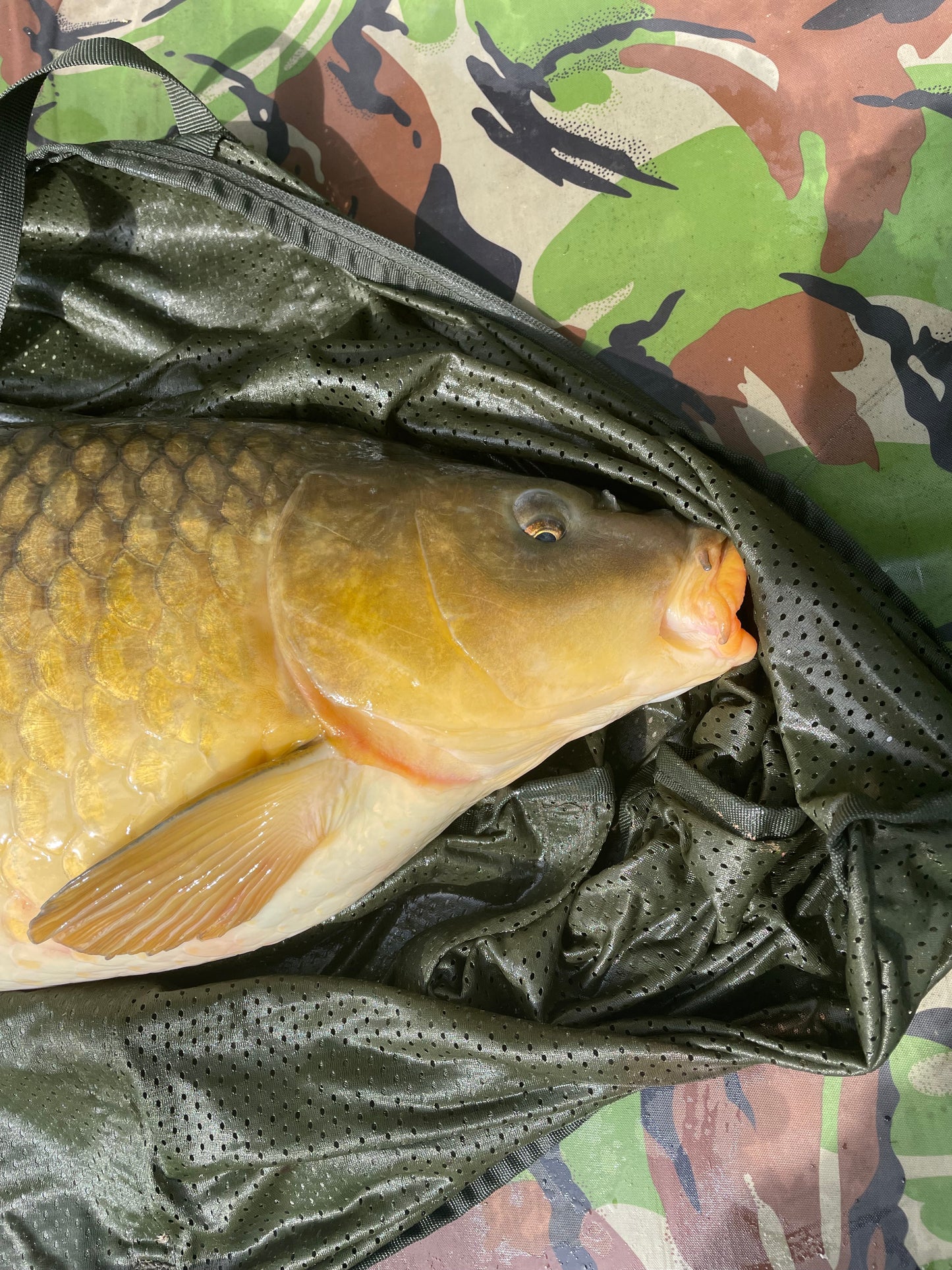 Floating Fish Food Pellets, 4.5mm, High Oil, Perfect for Carp, Coarse Fish and Koi